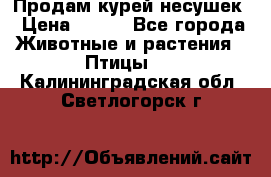 Продам курей несушек › Цена ­ 350 - Все города Животные и растения » Птицы   . Калининградская обл.,Светлогорск г.